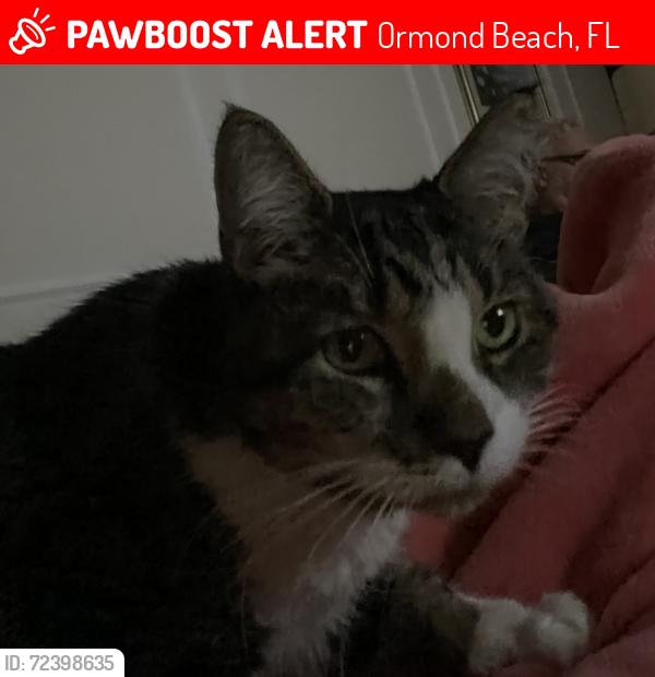 Lost Female Cat last seen Boles, Ormond Beach, FL 32174