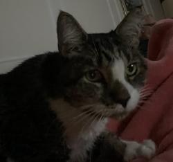 Lost Female Cat last seen Boles, Ormond Beach, FL 32174