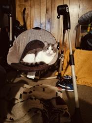 Lost Male Cat last seen Bennett Ave, Bennett, CO 80102