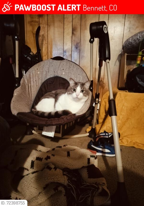 Lost Male Cat last seen Bennett Ave, Bennett, CO 80102