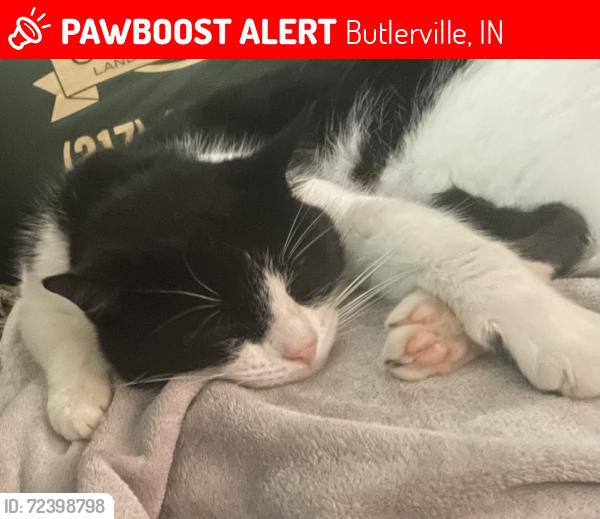 Lost Male Cat last seen Washington and hey 50, Butlerville, IN 47223