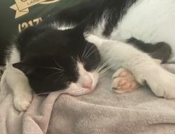 Lost Male Cat last seen Washington and hey 50, Butlerville, IN 47223