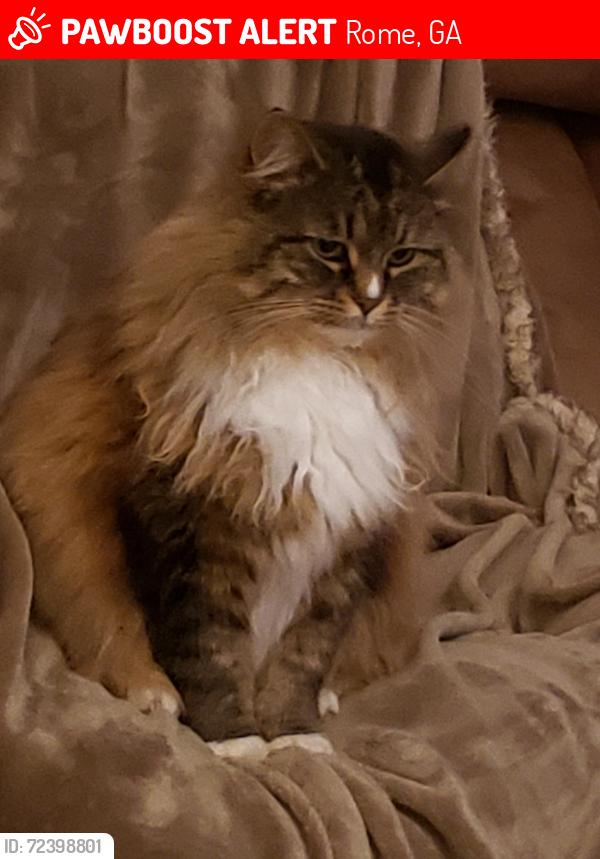 Lost Female Cat last seen Old Dalton Rd 30165, Rome, GA 30165
