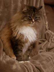 Lost Female Cat last seen Old Dalton Rd 30165, Rome, GA 30165