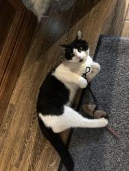 Lost Male Cat last seen Graves and Osbourne rd, Gwinnett Village, GA 30093