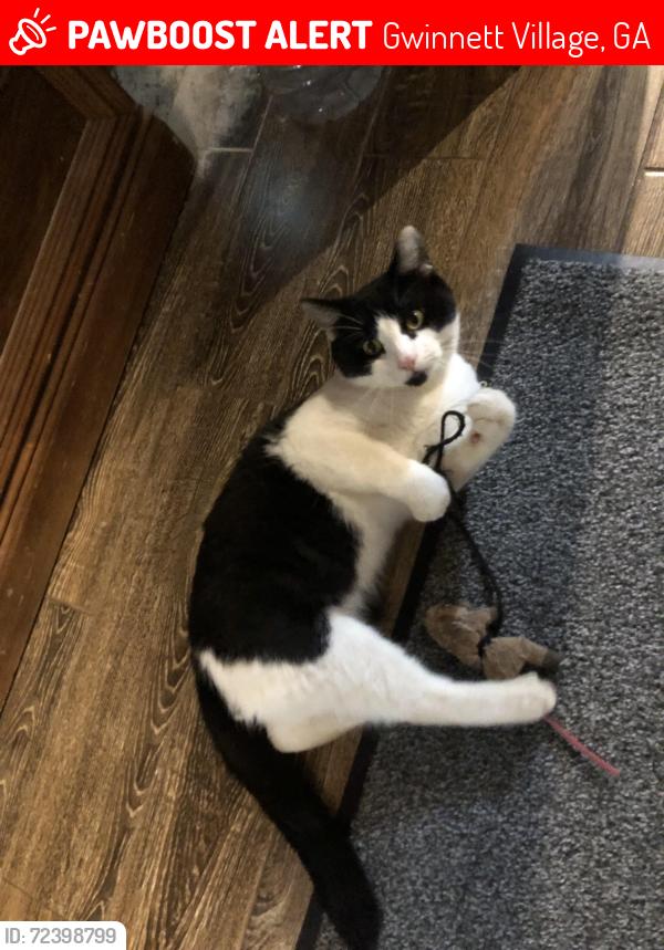 Lost Male Cat last seen Graves and Osbourne rd, Gwinnett Village, GA 30093