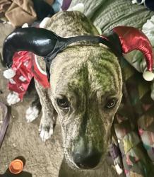 Lost Female Dog last seen Berwick and 18th st, Indianapolis, IN 46222