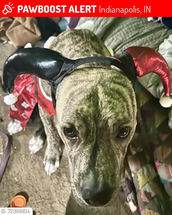 Lost Female Dog last seen Berwick and 18th st, Indianapolis, IN 46222