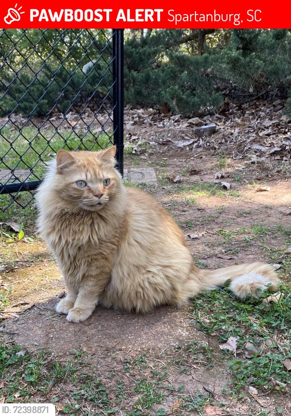 Lost Male Cat last seen Old Iron Works Rd & Dares Ferry , Spartanburg, SC 29302