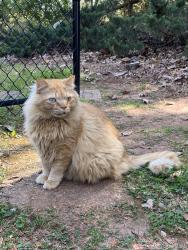 Lost Male Cat last seen Old Iron Works Rd & Dares Ferry , Spartanburg, SC 29302