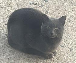 Found/Stray Unknown Cat last seen Old Georges Rd., Adams Lane, North Brunswick, NJ, North Brunswick Township, NJ 08902