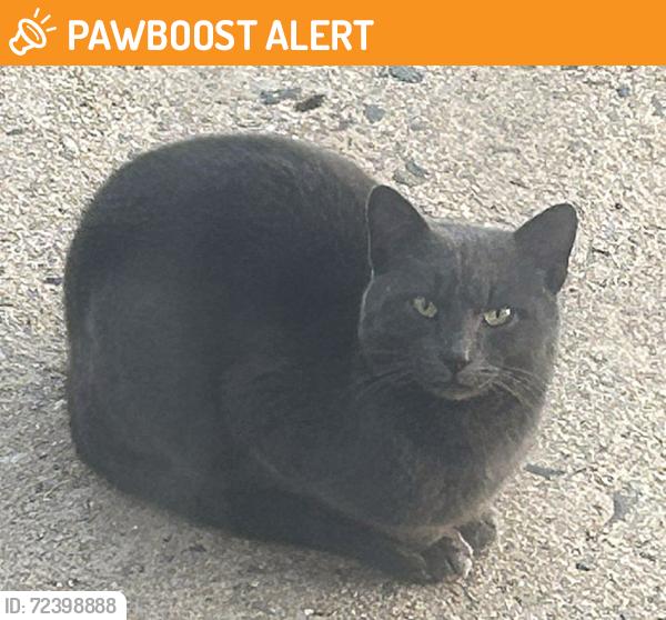 Found/Stray Unknown Cat last seen Old Georges Rd., Adams Lane, North Brunswick, NJ, North Brunswick Township, NJ 08902