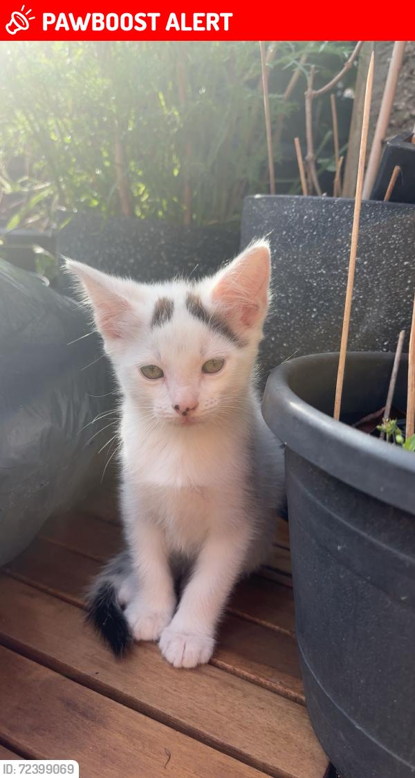Lost Male Cat last seen Fagley place, West Yorkshire, England BD2