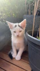 Lost Male Cat last seen Fagley place, West Yorkshire, England BD2