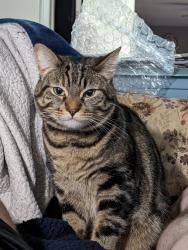 Lost Female Cat last seen S 186th st, S 187th st, 4th ave, Burien, WA 98148