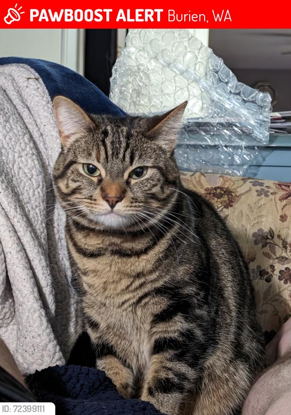 Lost Female Cat last seen S 186th st, S 187th st, 4th ave, Burien, WA 98148