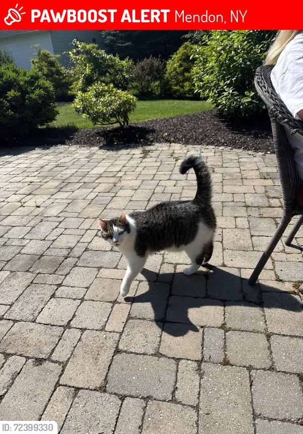 Lost Male Cat last seen Near Charlemagne dr, Mendon, NY 14506