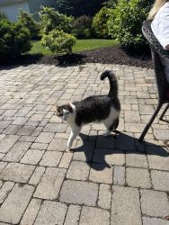Lost Male Cat last seen Near Charlemagne dr, Mendon, NY 14506