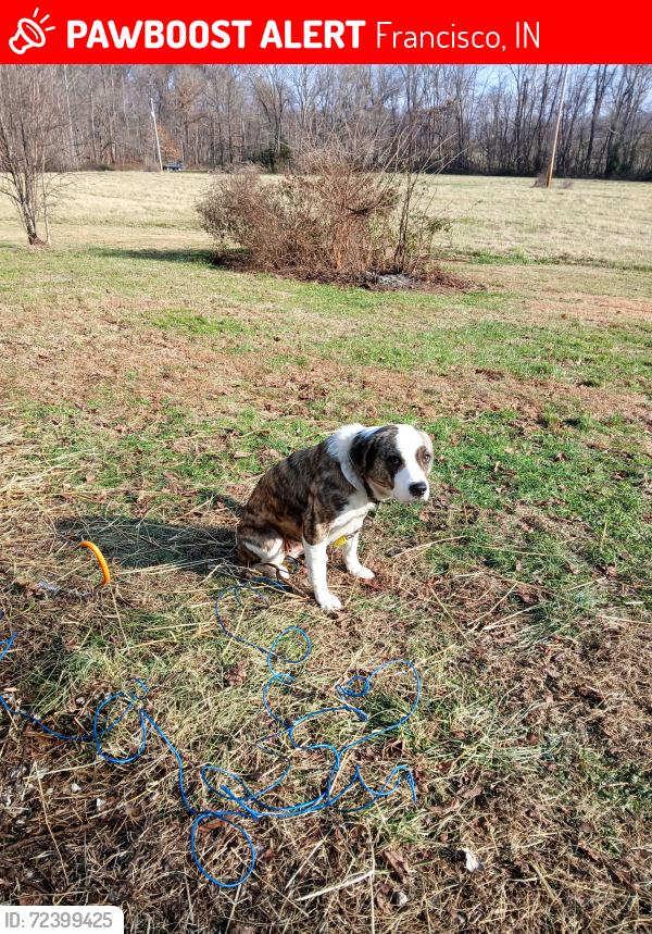 Lost Female Dog last seen Wheeling, Indiana , Francisco, IN 47649