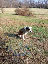Lost Female Dog last seen Wheeling, Indiana , Francisco, IN 47649