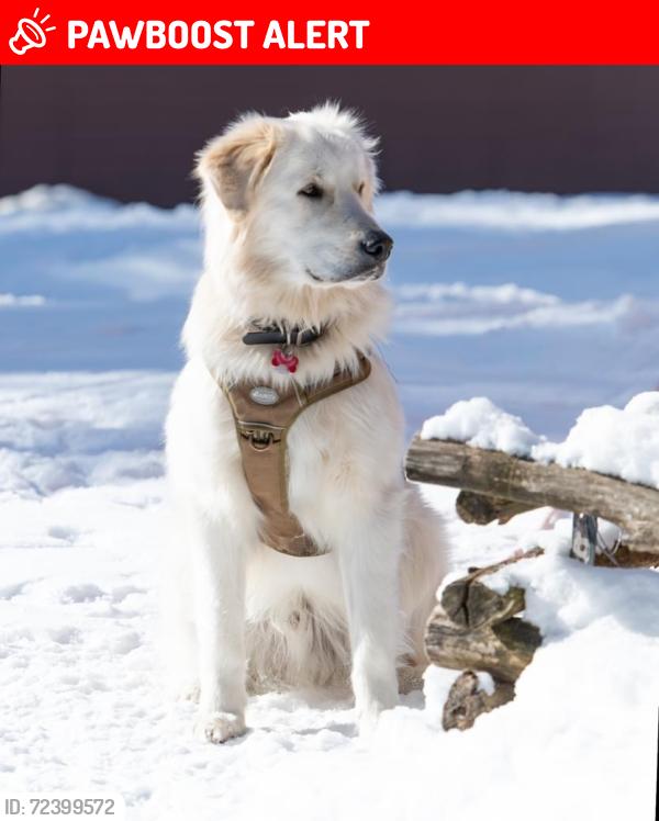 Lost Male Dog last seen 6e rang and Proulx Val-des-Monts , Val-des-Monts, QC J8N 7R2