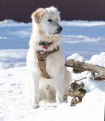 Lost Male Dog last seen 6e rang and Proulx Val-des-Monts , Val-des-Monts, QC J8N 7R2