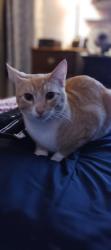 Lost Male Cat last seen Rendezvous rd , Amarillo, TX 79101