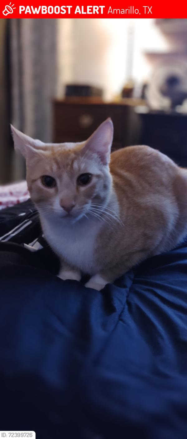 Lost Male Cat last seen Rendezvous rd , Amarillo, TX 79101
