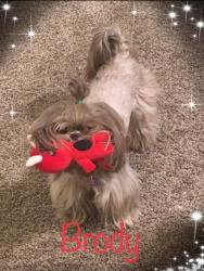 Lost Male Dog last seen Shiloh rd , Garland, TX 75042
