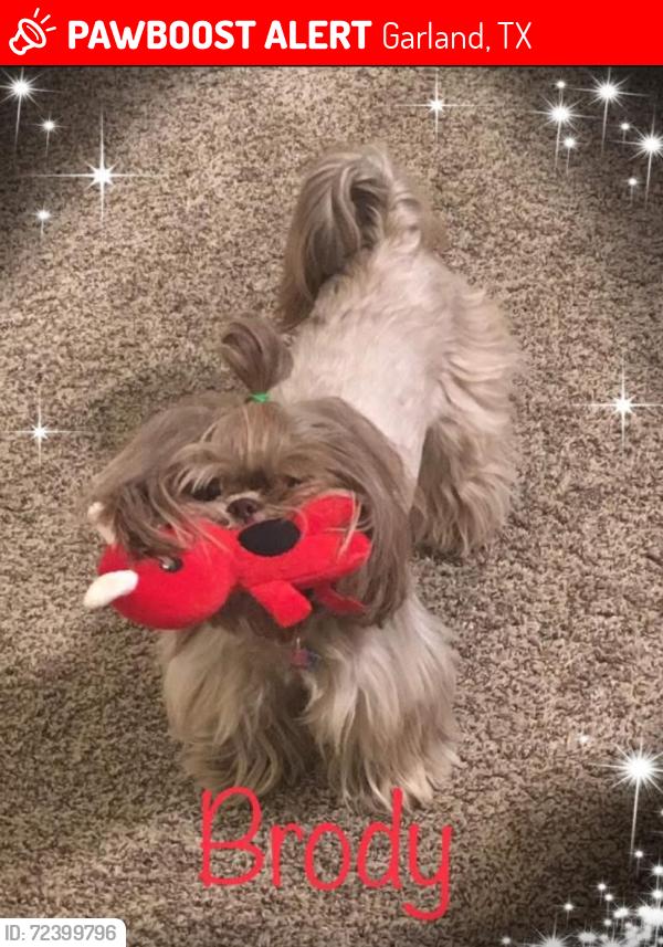 Lost Male Dog last seen Shiloh rd , Garland, TX 75042