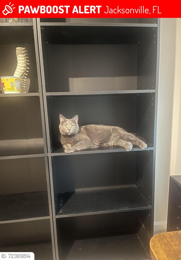 Lost Male Cat last seen Fire station off of Firestone Rd, Jacksonville, FL 32210