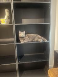 Lost Male Cat last seen Fire station off of Firestone Rd, Jacksonville, FL 32210