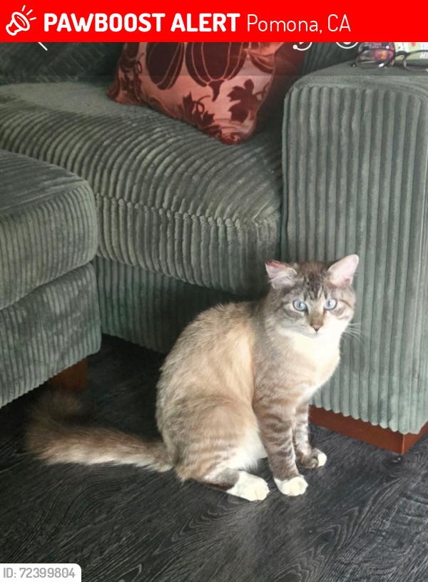 Lost Male Cat last seen Val Vista St, Pomona, CA 91768