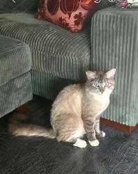 Lost Male Cat last seen Val Vista St, Pomona, CA 91768