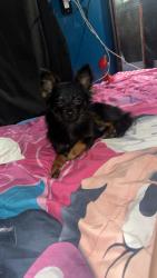 Lost Male Dog last seen Kountze High School, Kountze, TX 77625