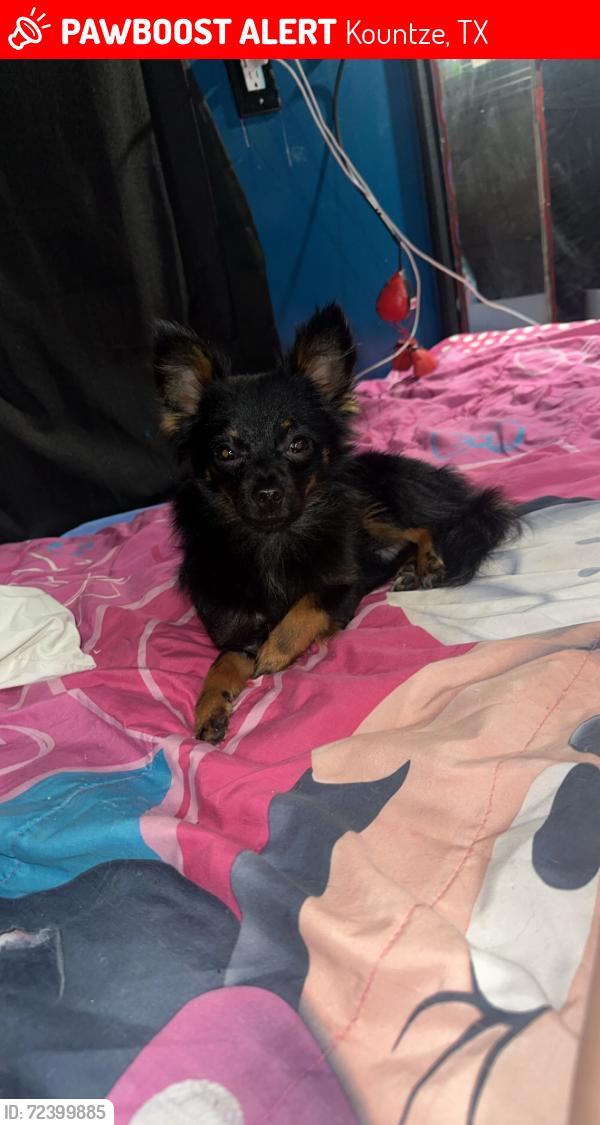 Lost Male Dog last seen Kountze High School, Kountze, TX 77625
