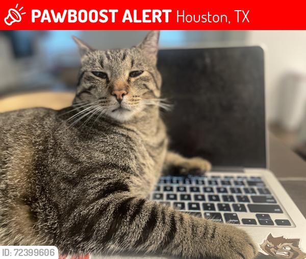 Lost Male Cat last seen Vanhutt, Houston, TX 77044