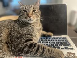 Lost Male Cat last seen Vanhutt, Houston, TX 77044