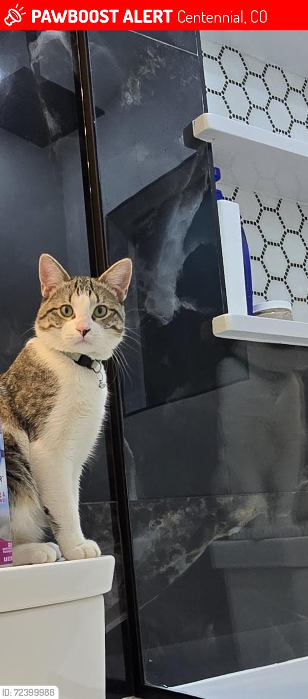 Lost Male Cat last seen Arapahoe Rd and Parker Rd, Centennial, CO 80016