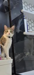 Lost Male Cat last seen Arapahoe Rd and Parker Rd, Centennial, CO 80016