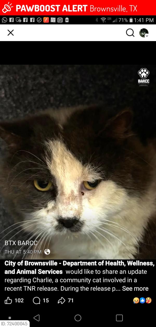 Lost Male Cat last seen East Monroe and 5th. , Brownsville, TX 78520