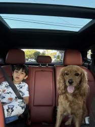 Reunited Male Dog last seen Douglas road and 26th Terrace, Miami, FL 33133