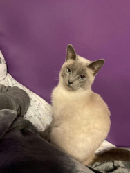 Reunited Female Cat last seen 12th and Gale, Moore, OK 73160