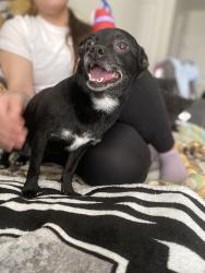 Lost Female Dog last seen Near Lofts, Brook Creek Crossings , Midlothian, VA 23114