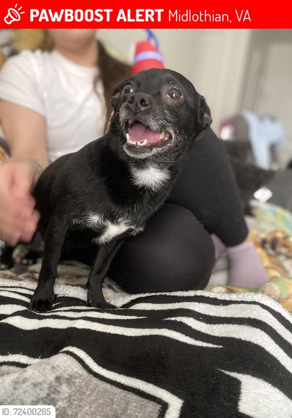 Lost Female Dog last seen Near Lofts, Brook Creek Crossings, Midlothian, VA 23114