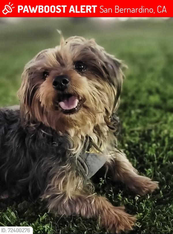 Lost Male Dog last seen Flores and Pennsylvania , San Bernardino, CA 92407