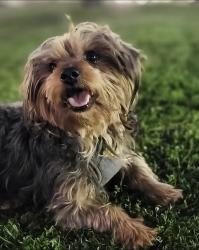 Lost Male Dog last seen Flores and Pennsylvania , San Bernardino, CA 92407