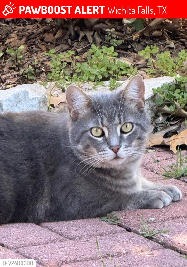Lost Male Cat last seen Mills Valley Wichita Falls , Wichita Falls, TX 76308