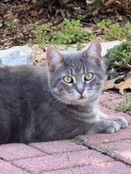 Lost Male Cat last seen Mills Valley Wichita Falls , Wichita Falls, TX 76308