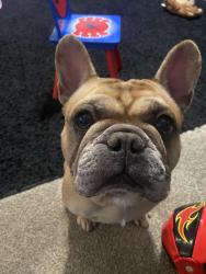Lost Male Dog last seen Last seen running around in Brenston Place subdivision , Ellenwood, GA 30273
